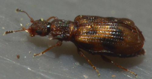 Réf. 179 905 : Cartodere bifasciata